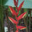 Miniatura: Heliconia vellerigera hyb. 'Queen Bee'