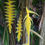 Miniatura: Heliconia xanthovillosa 'Shogun'