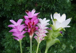 New Curcuma