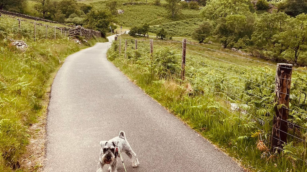 dog walks north wales