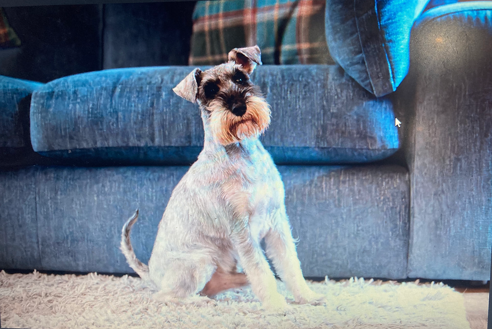 “Our lovely dog Eli, part of the family and expert explorer on our North Wales countryside adventures