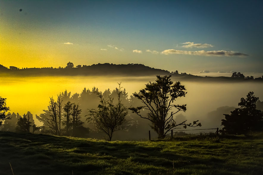 Tane Mahuta 3-2.jpg
