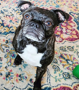 Bugsy & Dyson, salon loves