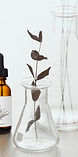 Homeopathy_edited_edited.jpg