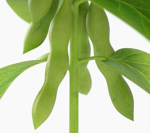 fondo biofungicidas.png