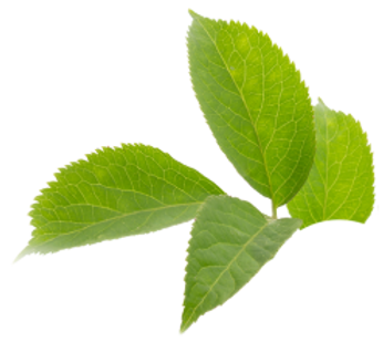 Mint leaf