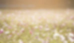 Field%2520of%2520Flowers_edited_edited.jpg