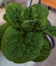 Grn ROmaine_edited.jpg