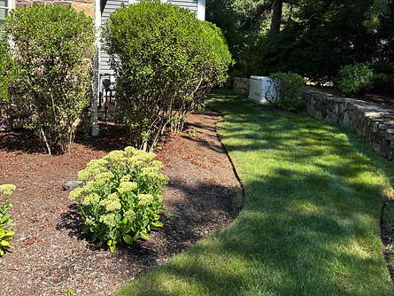 Lawn Remodel