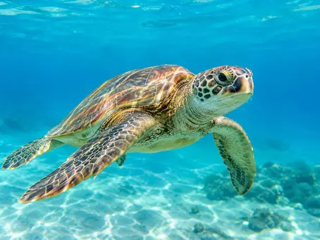 Barbados Turtle Swimming Guide for Easy Days