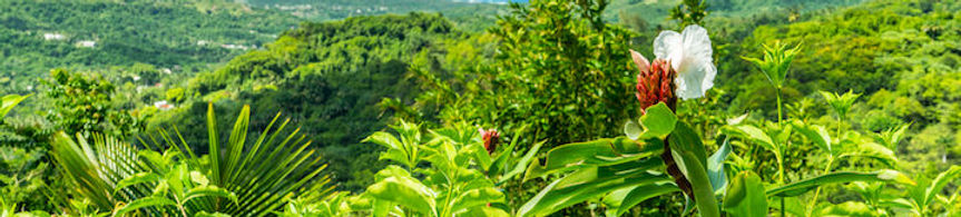 tourbarbados