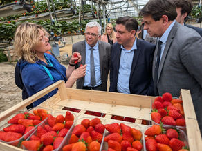 Echanges avec la filière fraise