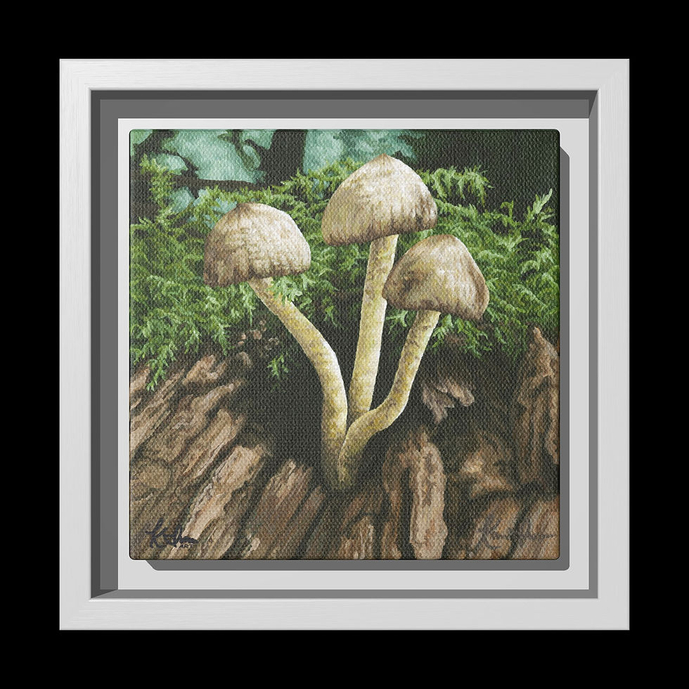 Thumbnail: Coprinellus micaceus