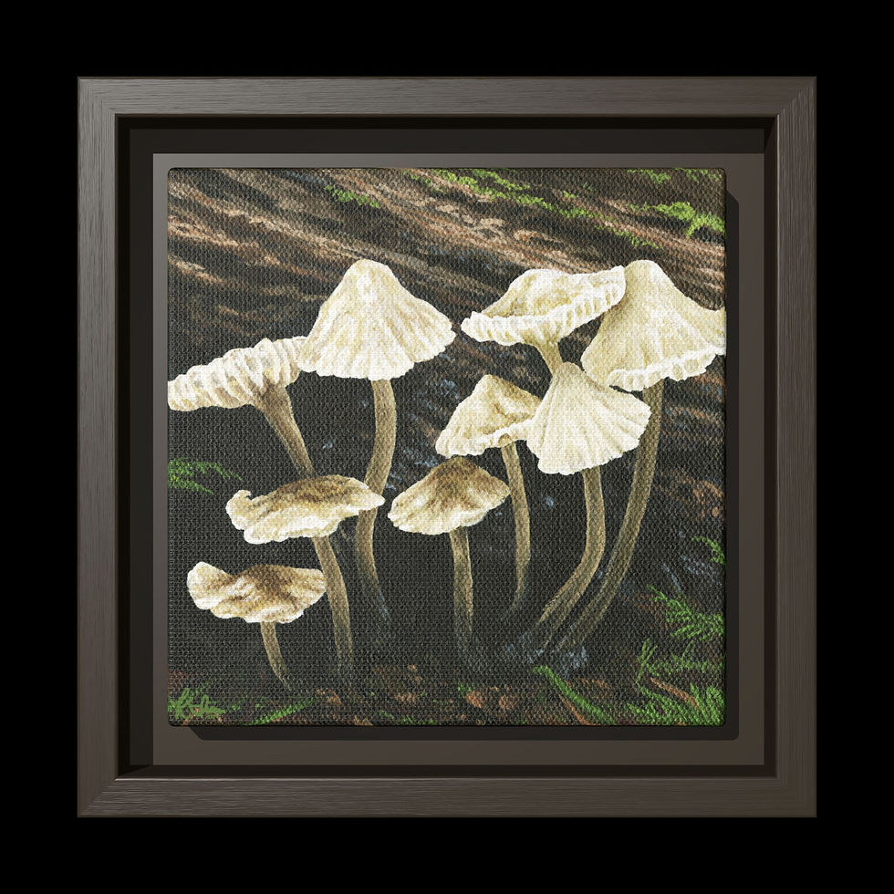 Thumbnail: Mycena galericulata