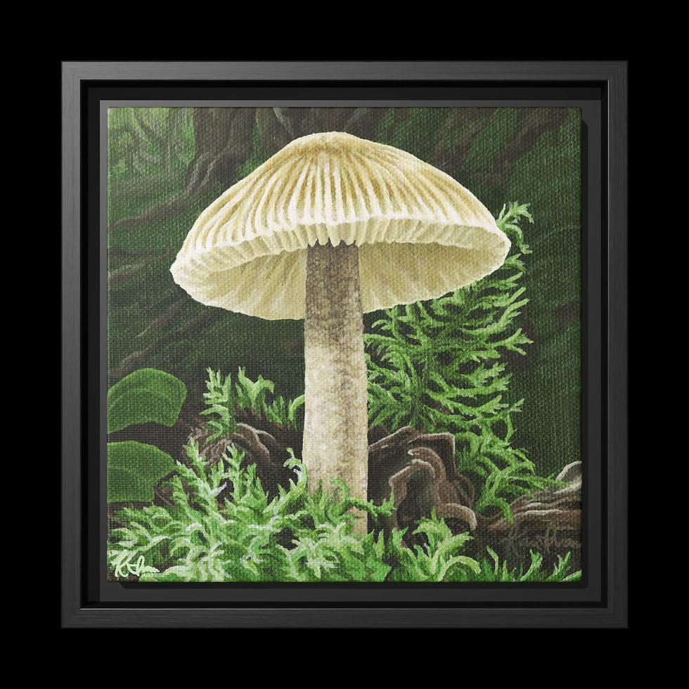 Thumbnail: Amanita amerifulva