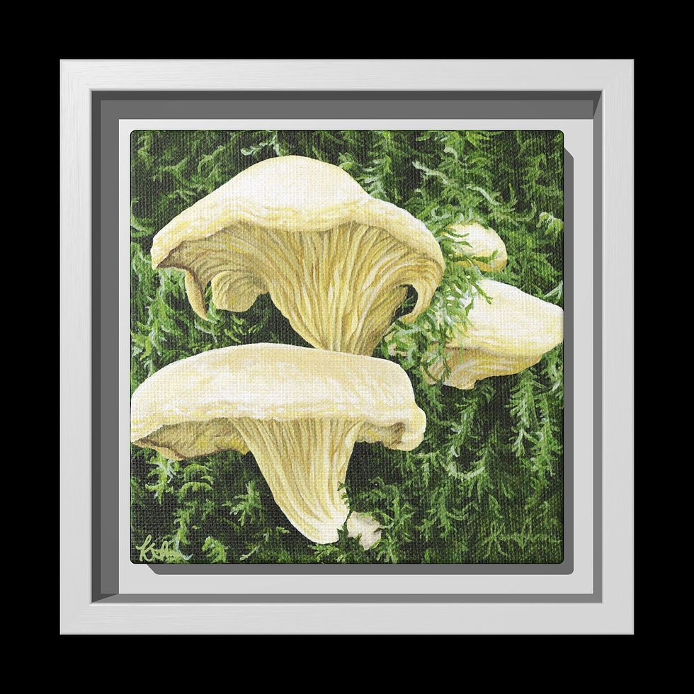 Thumbnail: Pleurotus populinus