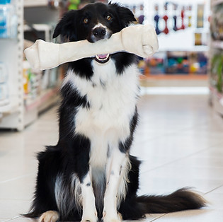 animalerie_scoubizoo_baie_comeau_chiens_os_gateries