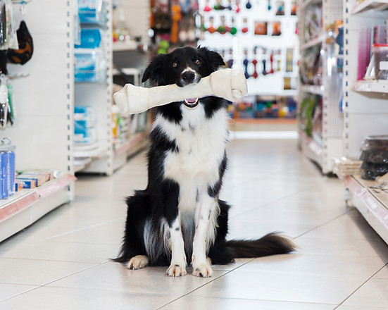 Border Collie with a Bone