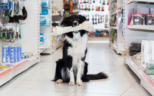 Dog in pet store with bone