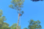 Tree Service
