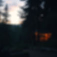 evening in the forest.jpg