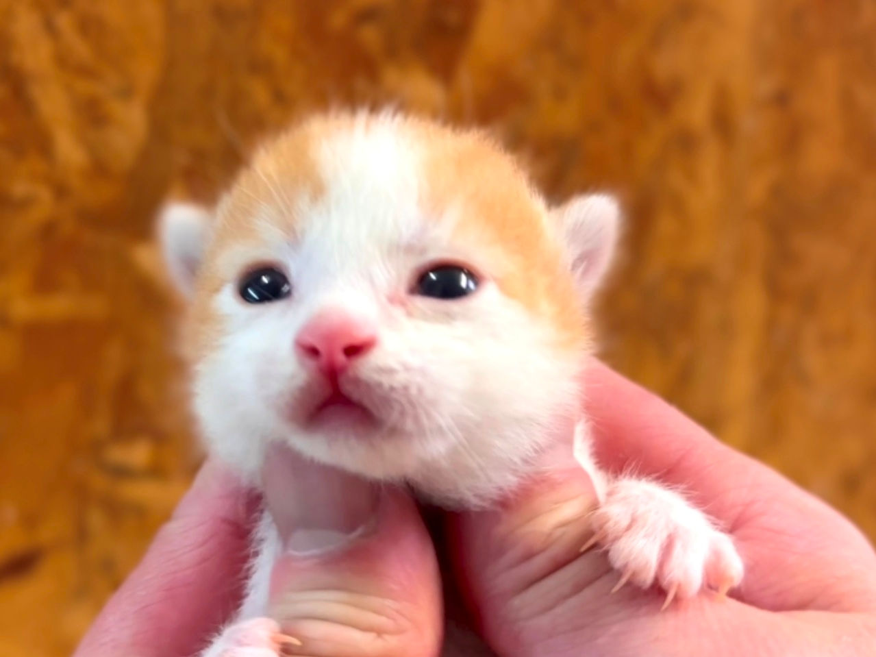 【長足ミヌエット】2024年4月26日生まれ レッドタビー&ホワイトの男の子