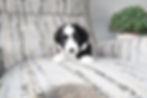 DAB5D356-6682-4AAF-A9BF-6804AB8F0F85_1_105_c