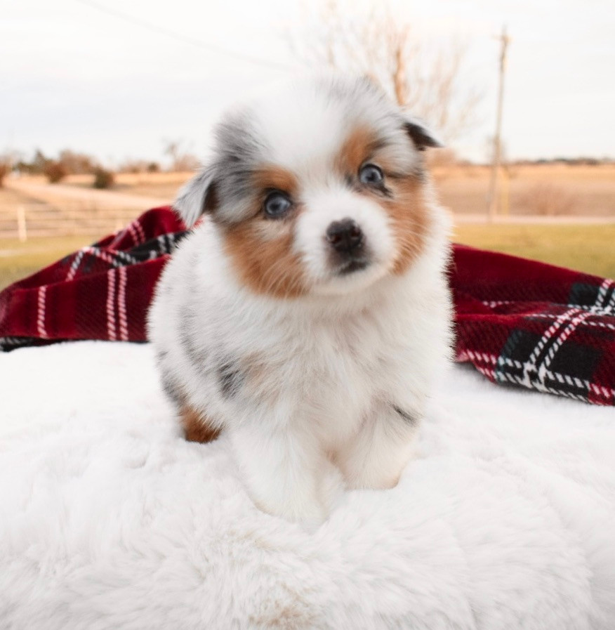 Steward Australian Shepherd