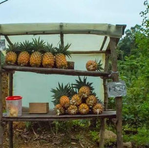 An unattended roadside stall in Mizoram displays fresh produce with handwritten prices and a payment box, illustrating how Nghah Loh Dawr reflects the values of honesty, mutual trust, and shared responsibility within a community.