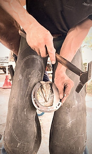 Jason Critton with a horse hoof, putting a horseshoe on the horse