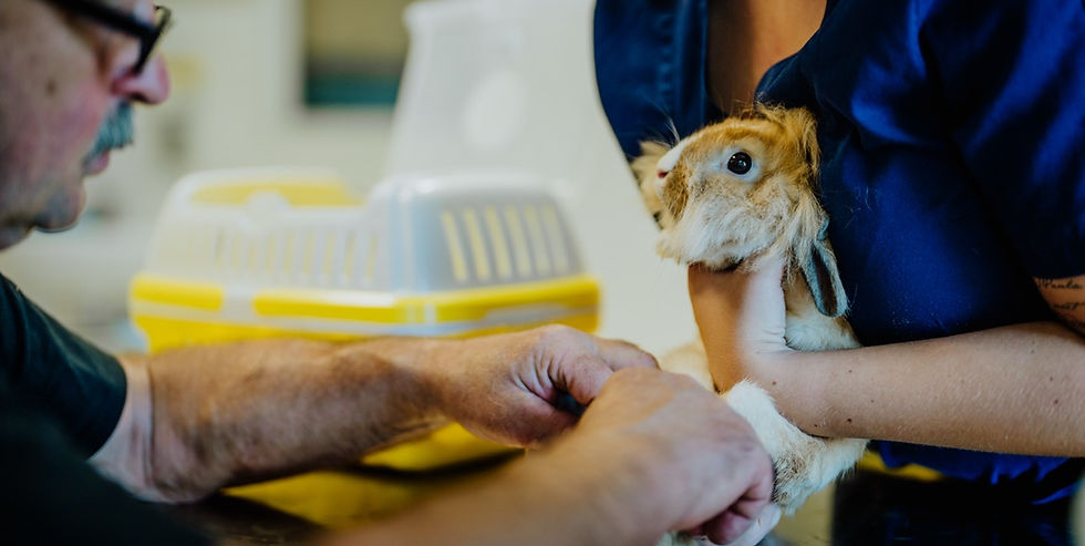 Groß (Tierarztzentrum Linke-48).jpeg