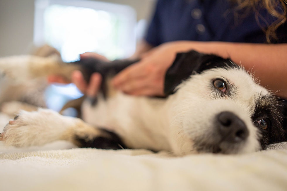 Groß (Tierarzt Linke-363).jpeg