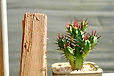 Cactus Blossom 