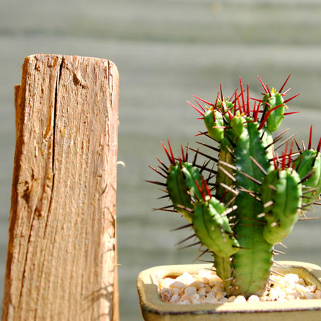Stop Procrastinating: Eat Cactus for Breakfast (and Other Tips for Major Gifts Officers)