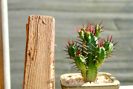 Cactus Blossom