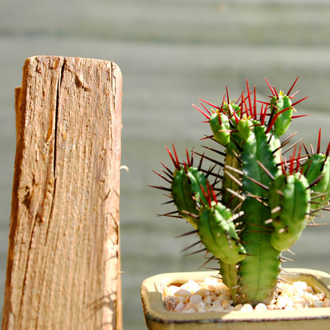 People Are Prickly: We Are People