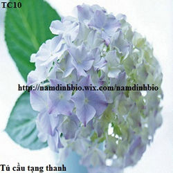 Tú cầu tạng thanh.jpg