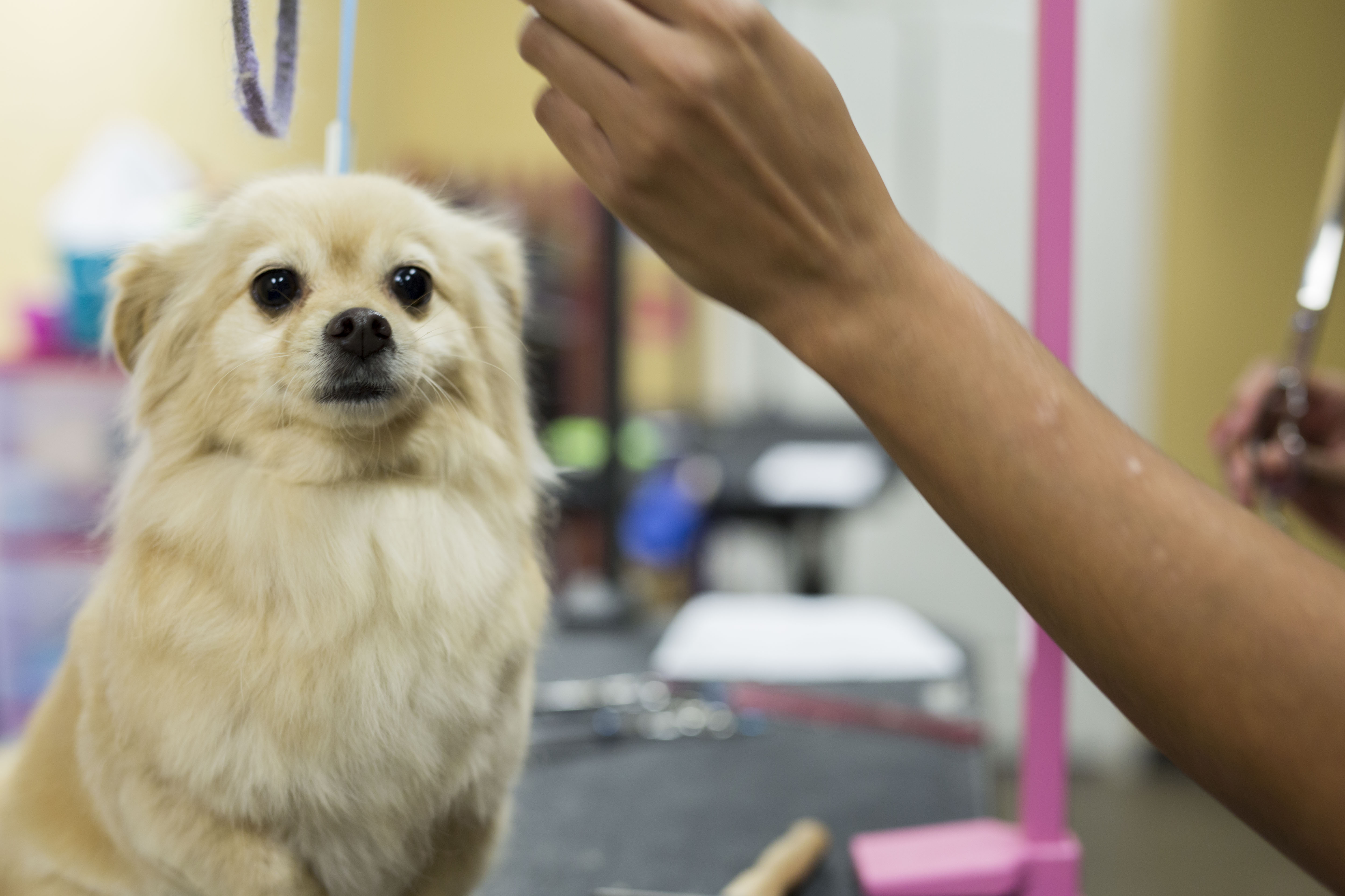 Pet Boarding Lubbock | Regal Pet Resort