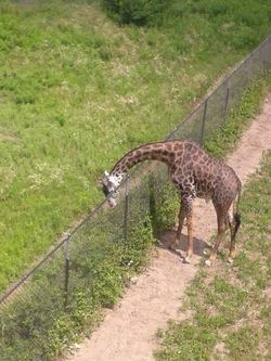 The Zoo Life