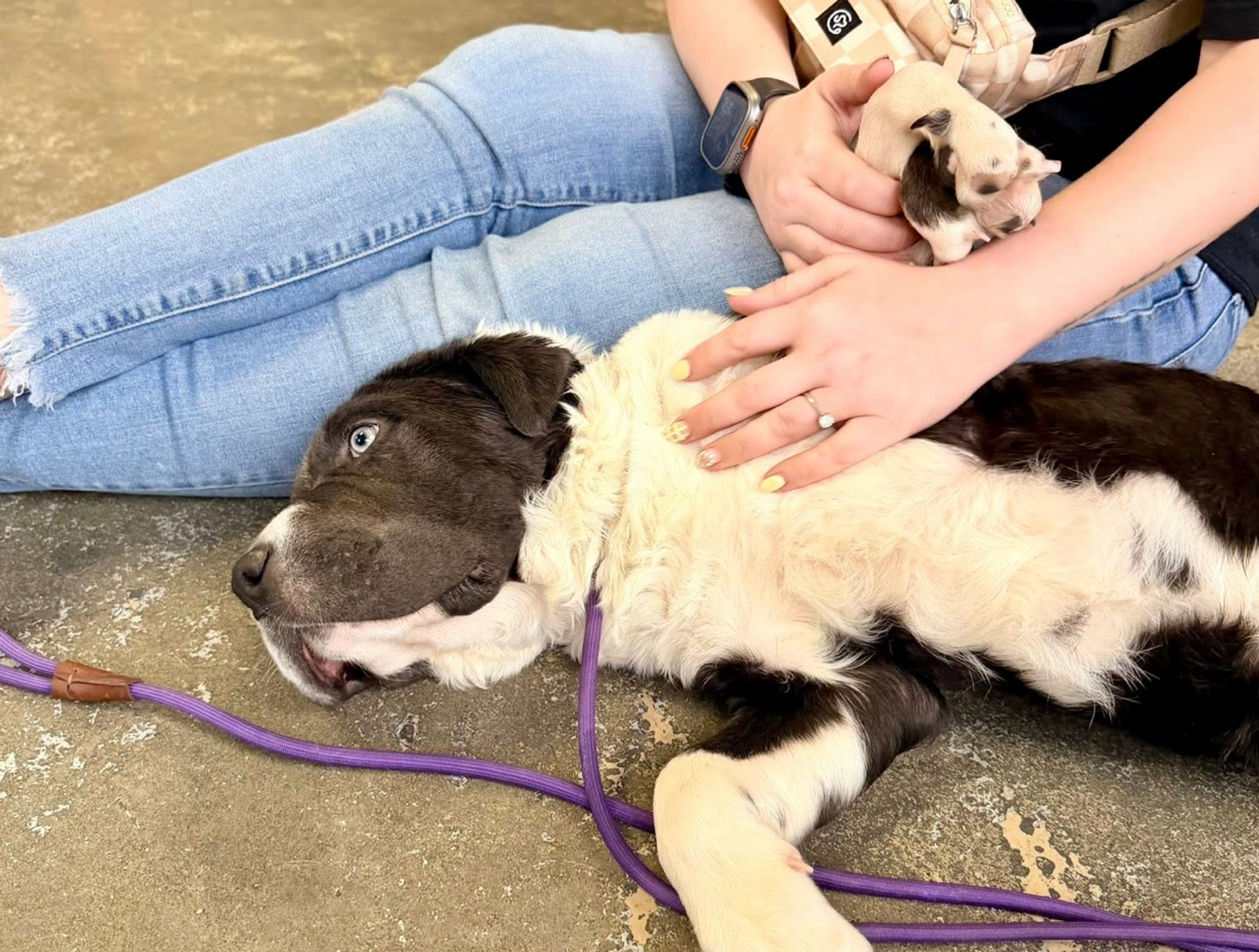 A rescue dog relaxing safely in a foster home