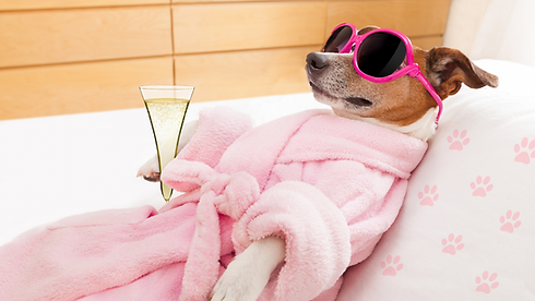 relaxing dog pink.png