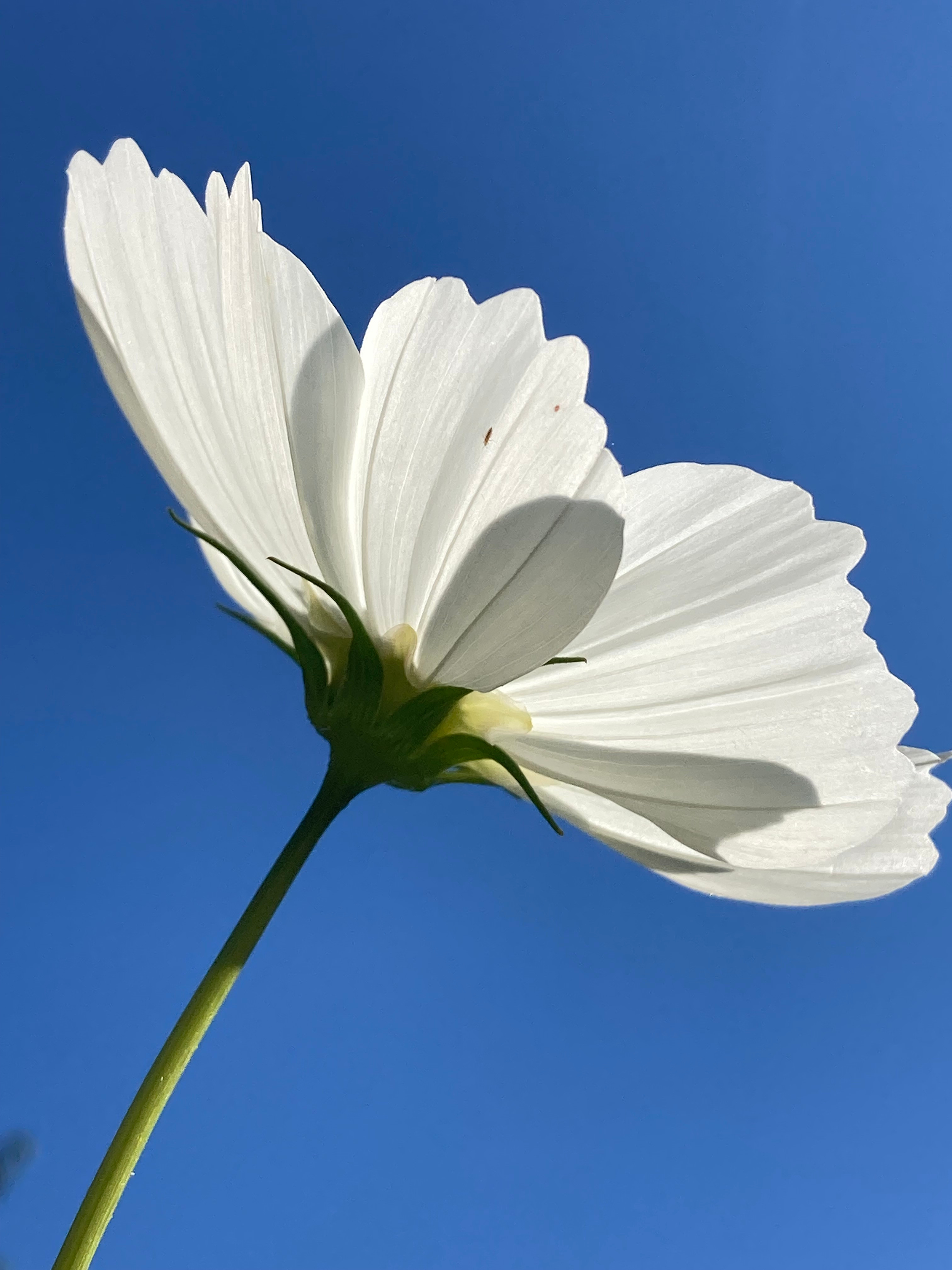 Cosmos in the sky (digital download)