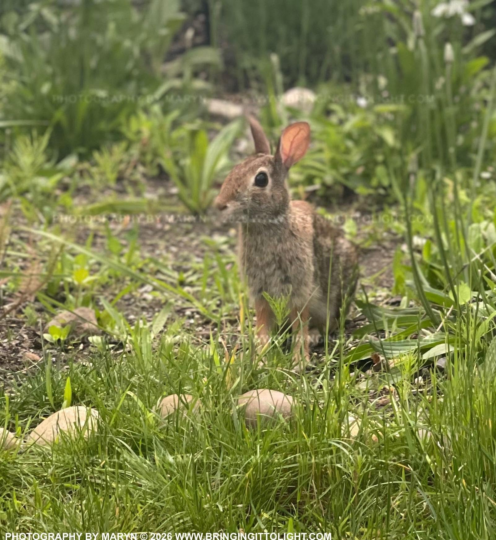 Little Bunny