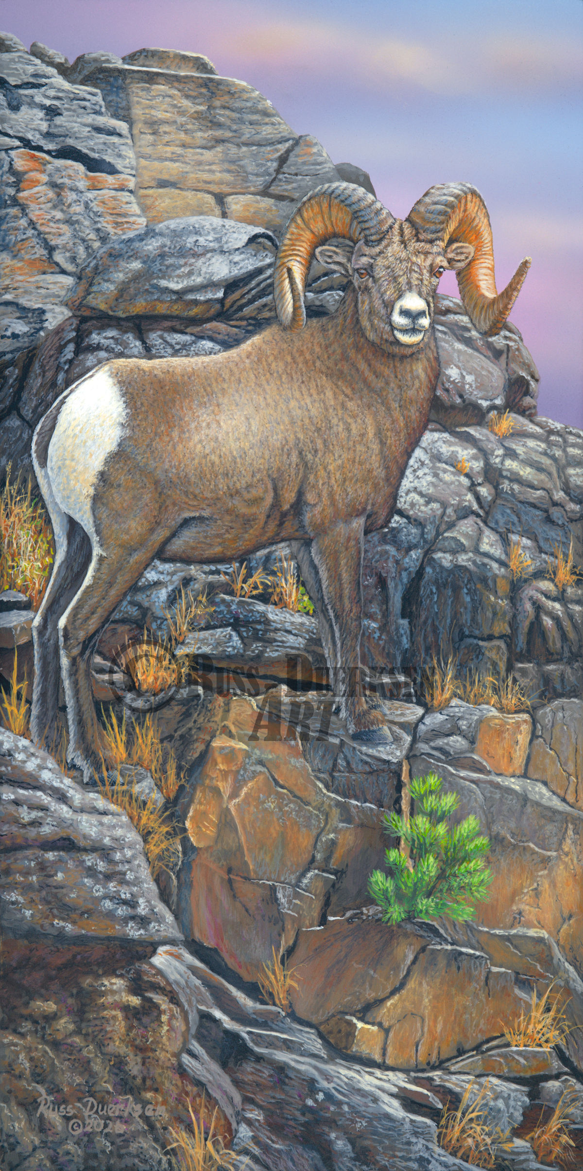 "Above the Canyon - Ram"
