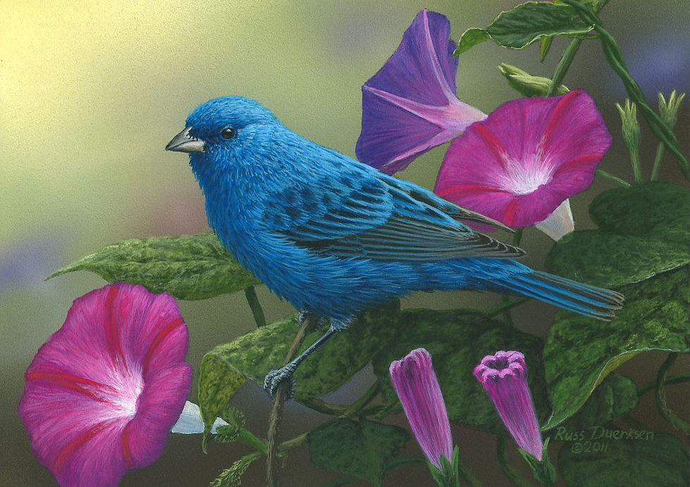 "Indigo Bunting"