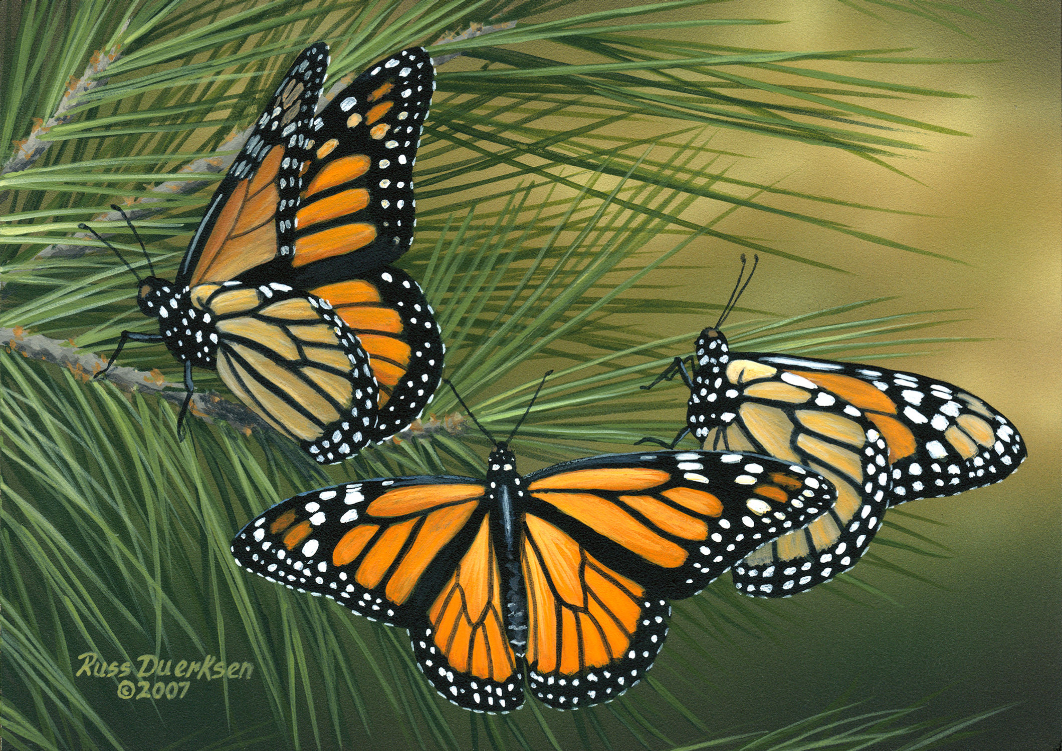 "Monarchs On Pine"