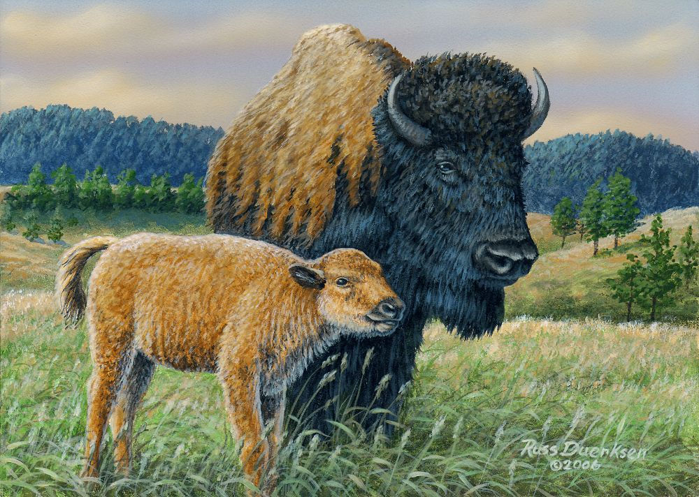 "Buffalo With Calf"