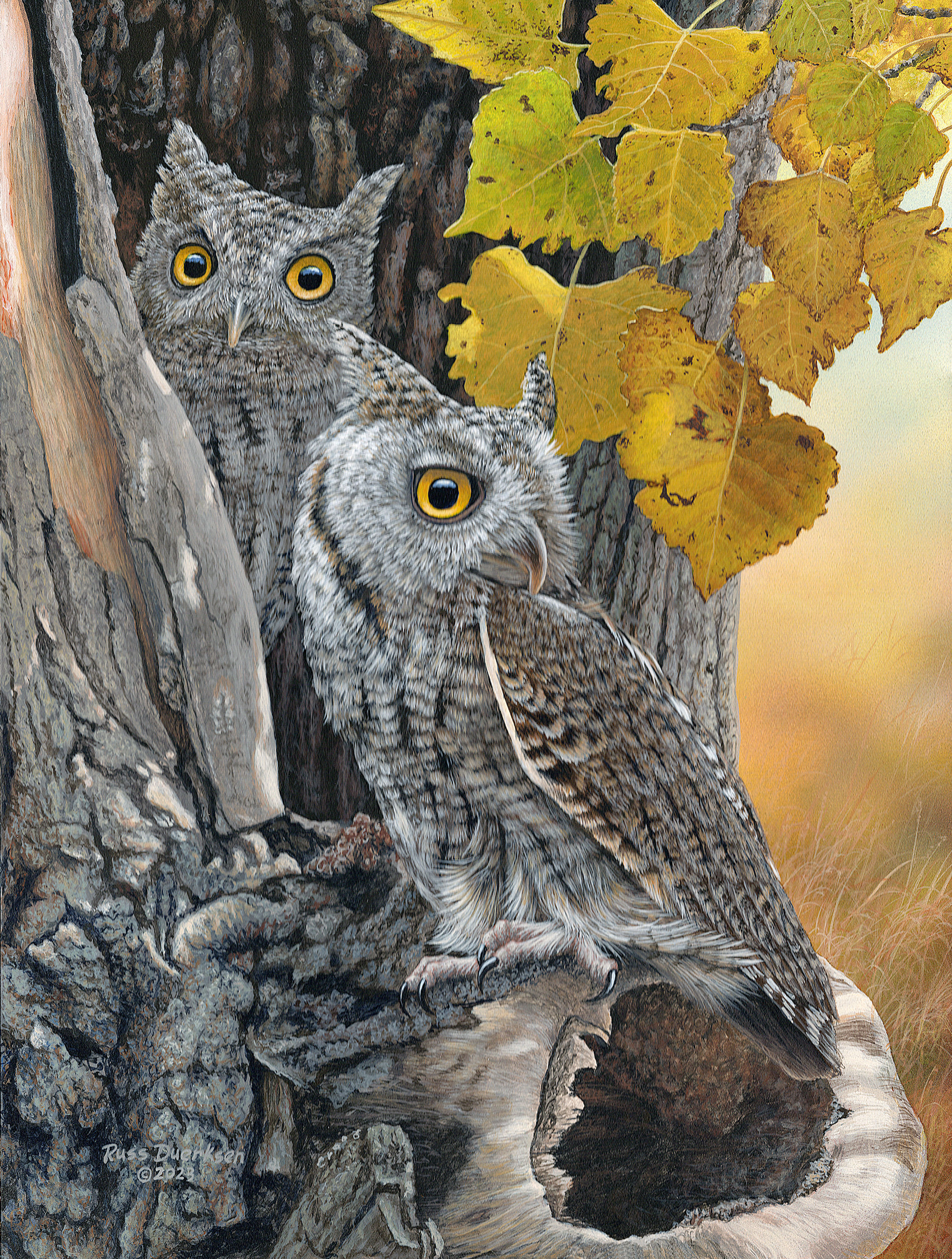 "Birds of Prey - Screech Owls"