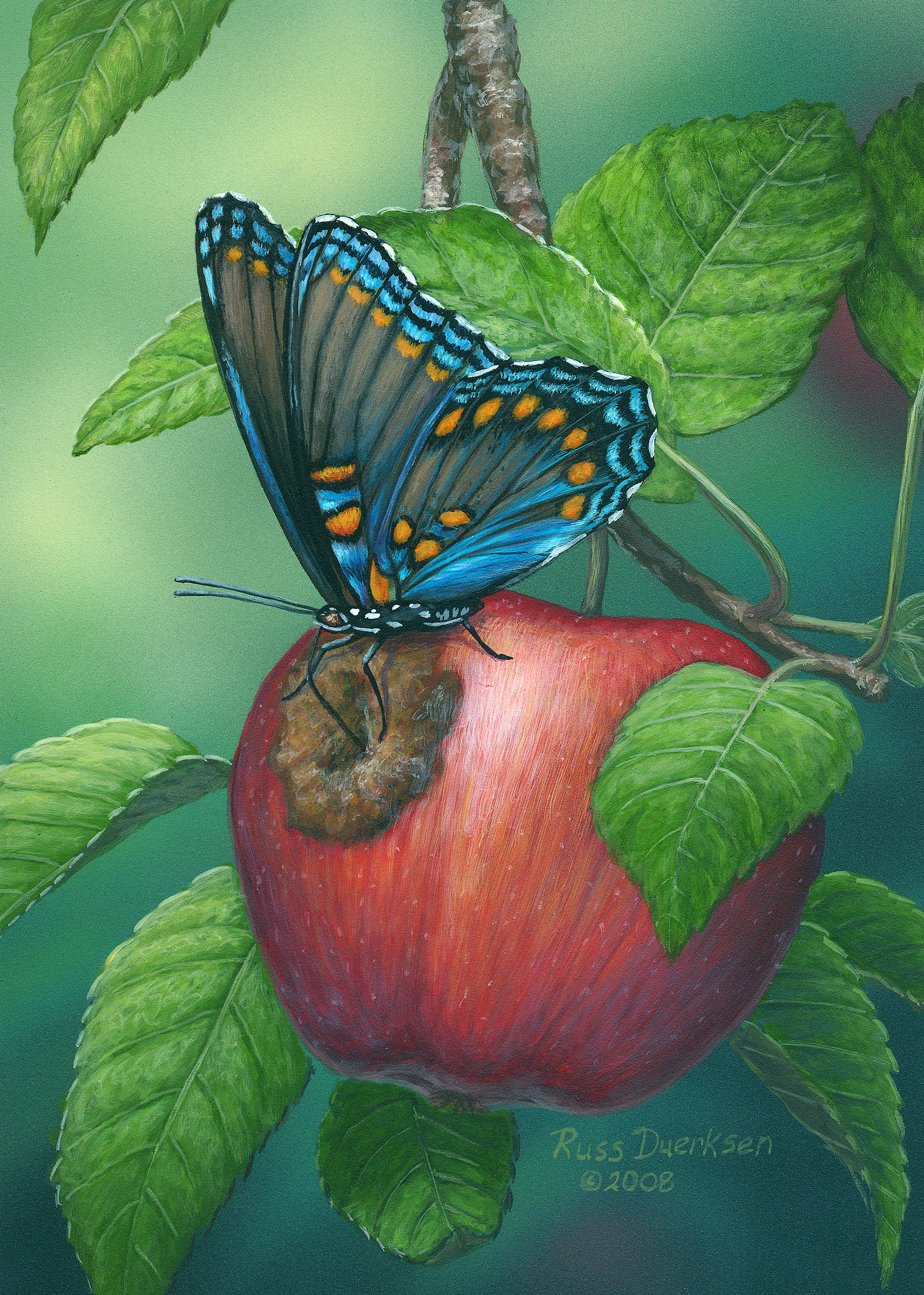 "Red-spotted Purple on Red Apple"