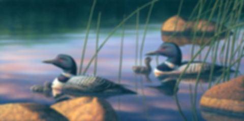 "TLC - Loons"